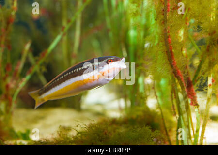 Mediterrane Regenbogen Lippfisch, Regenbogen-Lippfisch, mediterrane Regenbogenfisch (Coris Julis, Labrus Julis), Weiblich Stockfoto