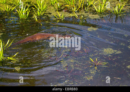 Europäischen Fischotter, europäischer Fischotter, eurasische Fischotter (Lutra Lutra), Schwimmen weiblich, Deutschland Stockfoto