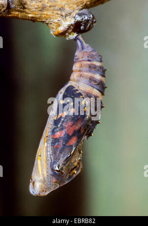 Distelfalter (Vanessa Cardui, Cynthia Cardui, Pyrameis Cardui), Puppe Og ein Distelfalter, Deutschland Stockfoto