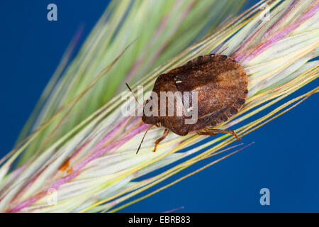 Schild-Rückseite Bug (Eurygaster Maura), Roggen Korn, Deutschland Stockfoto