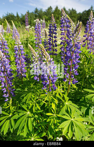 unten Lupine, n-leaved lupine, Garten-Lupine (Lupinus Polyphyllus), blühen, Deutschland Stockfoto