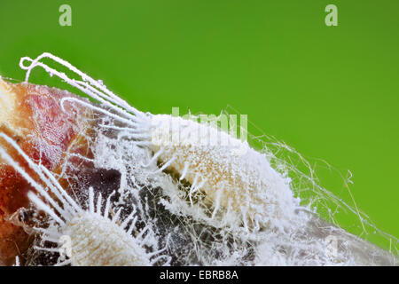 Longtailed Schmierlaus (Pseudococcus Longispinus), auf einem Keimling, Deutschland Stockfoto