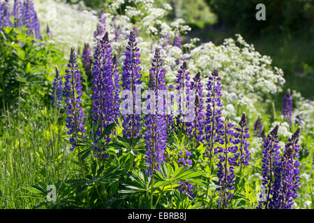 unten Lupine, n-leaved lupine, Garten-Lupine (Lupinus Polyphyllus), blühen, Deutschland Stockfoto