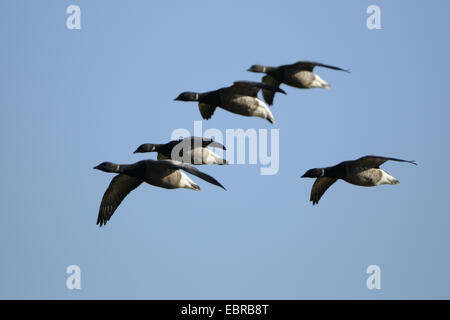 Ringelgans (Branta Bernicla), Landung Truppe, Niederlande, Texel Stockfoto