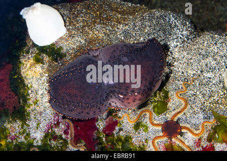 Orange-footed Seegurken, Pudding (Cucumaria Frondosa), mit Seestern und rose Anemone auf einem Stein Stockfoto