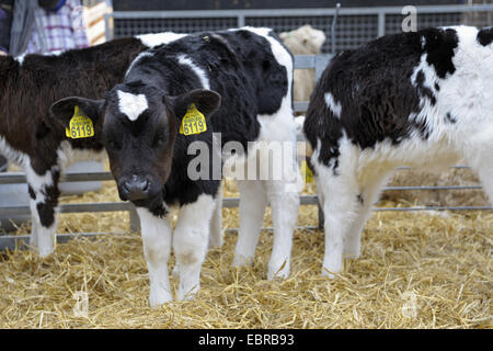 Hausrind (Bos Primigenius F. Taurus), Kälber im Stall, Niederlande, Texel Stockfoto