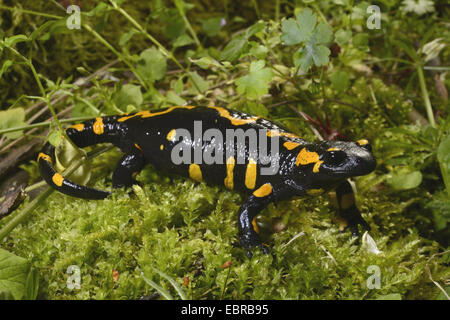 Europäische Feuersalamander (Salamandra Salamandra Beschkovi), endemische Unterart aus Bulgarien, Bulgarien, Pirin-Gebirge, Nationalpark Pirin Stockfoto