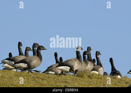 Ringelgans (Branta Bernicla), weidenden Herde auf einem Deich schauen wachsam, Niederlande, Texel Stockfoto