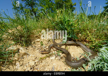 Große Peitsche Schlange, Kaspischen Whipsnake (Dolichophis Caspius, Coluber Caspius, Hierophis Caspius) in Lebensraum, Bulgarien Stockfoto