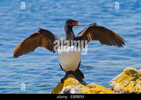 Magellan Kormoran (Phalacrocorax Magellanicus), steht auf einem Felsen am Ufer mit ausgebreiteten Flügeln, Antarktis, Falkland-Inseln, Insel, Kadaver Stockfoto