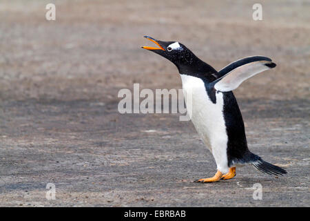 Gentoo Penguin (Pygoscelis Papua), mit Flügeln und mit der Aufforderung, Antarktis, Falkland-Inseln Stockfoto