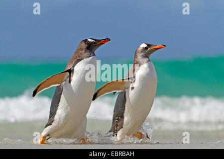 Gentoo Penguin (Pygoscelis Papua), zwei Pinguine gehen am Ufer, Antarktis, Falkland-Inseln Stockfoto