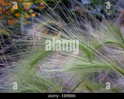 wilde Gerste, Fuchsschwanz Gerste, Eichhörnchen-Tail Grass (Hordeum Jubatum), blühen, Deutschland Stockfoto