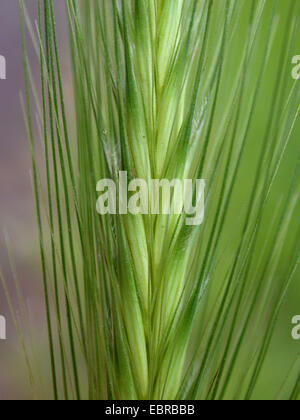 Maus-Gerste (Hordeum Murinum), Blütenstand, Deutschland Stockfoto
