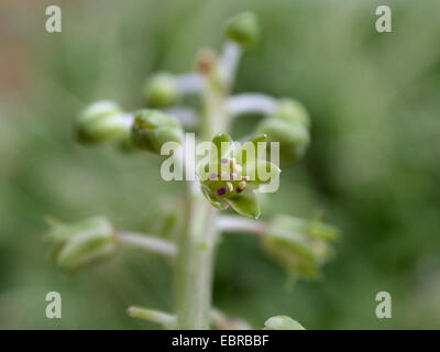 Silber, violett Blaustern, Blaustern, Blume, Leopard Lily (Ledebouria Socialis, Scilla Violacea) Stockfoto