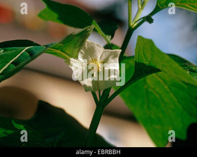 Chinesische Laterne, japanische Laterne, Winterkirsche, Strawberry Tomate (Physalis Alkekengi var Franchetii, Physalis Franchetii), Blume Stockfoto