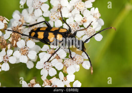 Laubholzbockkäfer, vier-banded Longhorn Beetle (Strangalia Quadrifasciata, Leptura Quadrifasciata), weibliche auf Schafgarbe Blüten, Deutschland Stockfoto