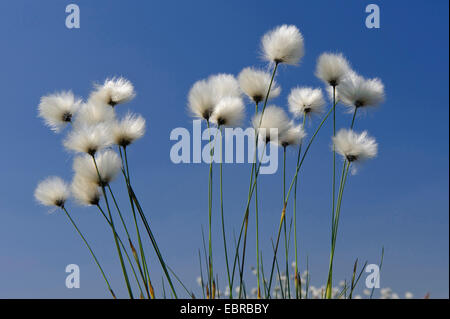 Grasbüschel Wollgras, Hares-Tail Wollgras (Wollgras Vaginatum), Fruchtbildung gegen blauen Himmel, Deutschland, Niedersachsen Stockfoto