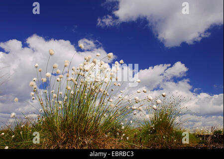 Grasbüschel Wollgras, Hares-Tail Wollgras (Wollgras Vaginatum), Fruchtbildung gegen blauen Himmel, Deutschland, Niedersachsen Stockfoto