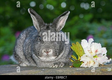 Hauskaninchen (Oryctolagus Cuniculus F. Domestica), sitzt auf einer Mauer mit weißen Blüten Stockfoto