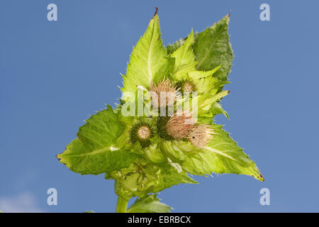 Kohl Distel (Cirsium Oleraceum), blühen, Deutschland Stockfoto