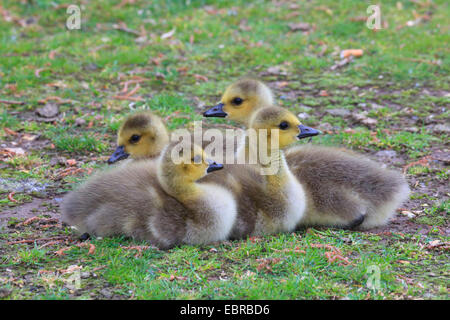 Kanadagans (Branta Canadensis), vier Gans Küken, Deutschland Stockfoto