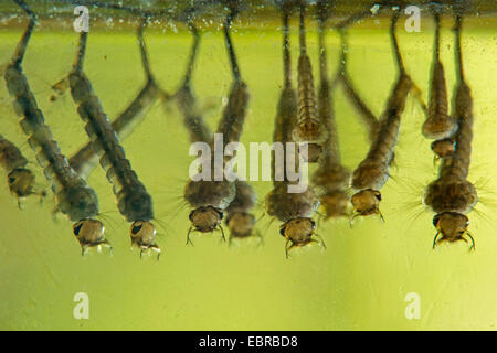 Mücken, Stechmücken (Culicidae), Larven, hängen unter der Wasseroberfläche, Deutschland Stockfoto