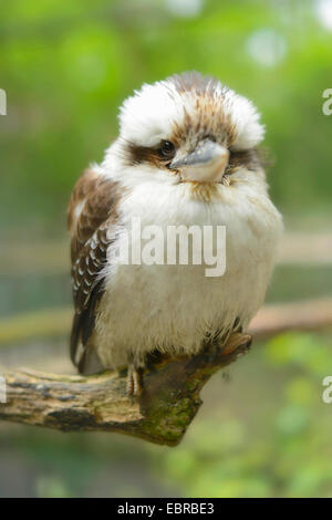 lachende Kookaburra (Dacelo Novaeguineae), sittin auf einem Ast Stockfoto