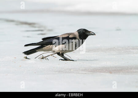 Mit Kapuze Krähe (Corvus Corone Cornix, Corvus Cornix) auf das Futter auf der gefrorenen Oberfläche des Sees, Schweden, Hamra Nationalpark Stockfoto