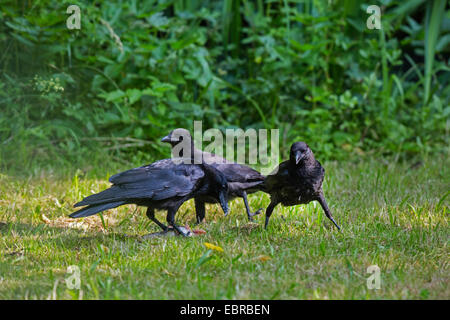 AAS-Krähe (Corvus Corone, Corvus Corone Corone), Erwachsene Crow mit zwei Jugendlichen Krähen an einen toten Fisch, Deutschland, Bayern Stockfoto