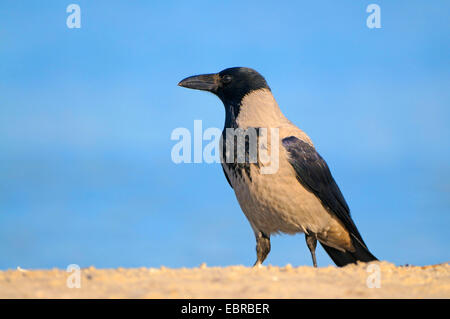 Mit Kapuze Krähe (Corvus Corone Cornix, Corvus Cornix), Erwachsene am Strand der Ostsee, Deutschland, Mecklenburg-Vorpommern, Western Region Nationalpark Vorpommersche, Prerow Stockfoto