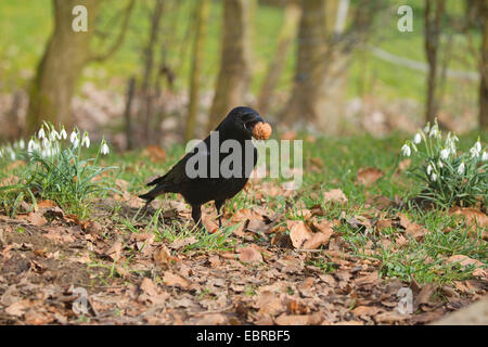 AAS-Krähe (Corvus Corone, Corvus Corone Corone), in einem Wald mit einer Nuss im Schnabel, Deutschland, Nordrhein-Westfalen Stockfoto