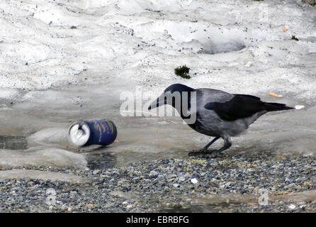 Mit Kapuze Krähe (Corvus Corone Cornix, Corvus Cornix), spielt mit Bierdose, Tromsø, Norwegen, Troms Stockfoto