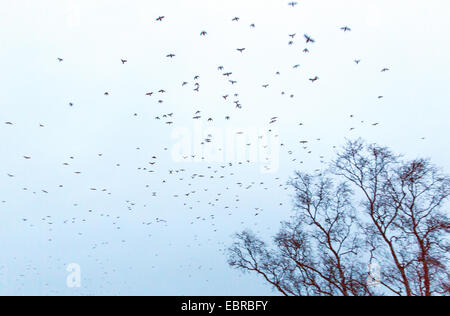 Mit Kapuze Krähe (Corvus Corone Cornix, Corvus Cornix), fliegende Herde in der Abenddämmerung, Norwegen, Troms, Tromsoe Stockfoto