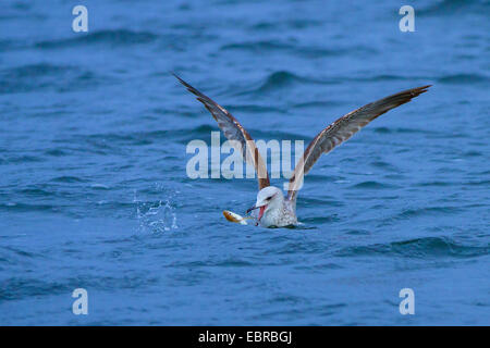 Gelb-legged Möve (Larus Michahellis, Larus Cachinnans Michahellis), fangend Felchen am Kokosblättern, Deutschland, Bayern, See Chiemsee Stockfoto