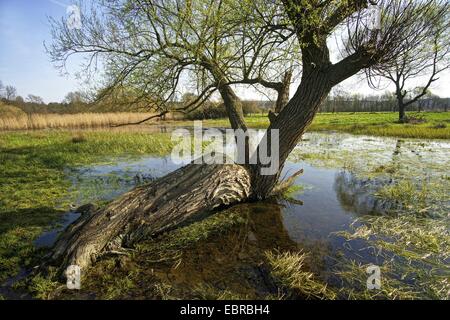 Weide, Korbweide (Salix spec.), willow in einem Fluss Flussaue, Deutschland, Nordrhein-Westfalen, Stockfoto