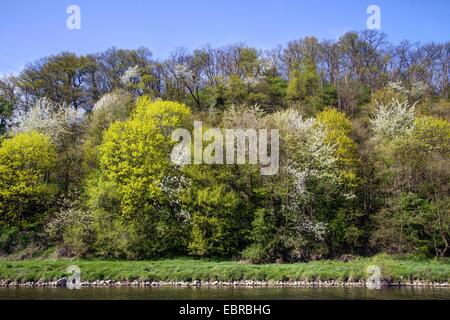 Sieg der Flussauen mit blühenden wilden Kirschen im Frühling, Deutschland, North Rhine-Westphalia, Blankenberge Stockfoto