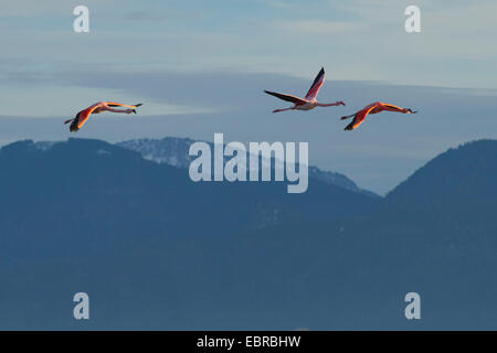 Rosaflamingo, American Flamingo Karibik Flamingo (Phoenicopterus Ruber Ruber), winter Gäste vor schneebedeckten Alpen, Deutschland, Bayern, See Chiemsee Stockfoto