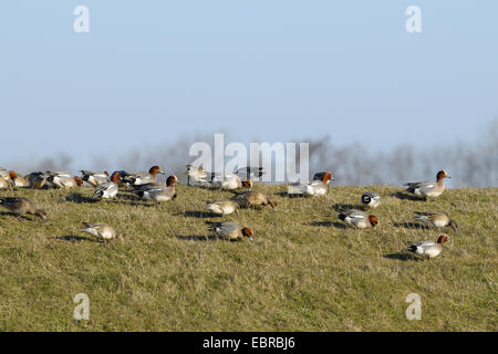 Europäische Pfeifente (Anas Penelope, Mareca Penelope), Gruppe von Erpel und Enten Weiden auf einem Deich, Niederlande, Texel Stockfoto