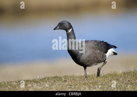 Ringelgans (Branta Bernicla), Wandern, Niederlande, Texel Stockfoto