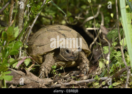 Eurasische Sporn-thighed Tortoise, mediterrane Sporn-thighed Tortoise, gemeinsame Schildkröte, Griechische Schildkröte (Testudo Graeca Ibera, Testudo Ibera), Jungtier verlassen seine Winterquartal, Bulgarien, Biosphaerenreservat Ropotamo Stockfoto