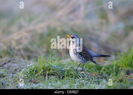 Wacholderdrossel (Turdus Pilaris), stehend auf dem gefrorenen Rasen, Deutschland, Nordrhein-Westfalen Stockfoto