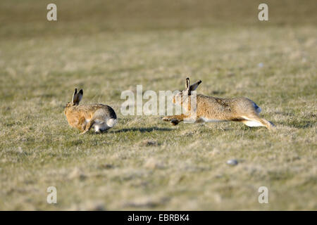 Feldhase, Feldhasen (Lepus Europaeus), ausgewachsene Tiere jagten einander während der Paarung Zeit, Niederlande, Texel Stockfoto