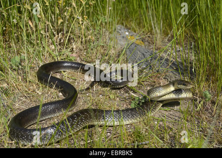 Aesculapian Schlange (bieten Longissima, Zamenis Longissimus), in der Verteidigung Haltung, Bulgarien, Biosphaerenreservat Ropotamo Stockfoto