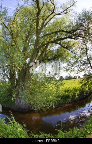 Weide, Korbweide (Salix spec.), der Bachlauf Bille mit alten Weide am Ufer, Deutschland, Schleswig-Holstein Stockfoto