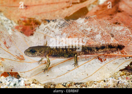 Bulgarische Feuersalamander (Salamandra Beschkovi, Salamandra Salamandra Beschkovi), Larve des bulgarischen Feuersalamander auf einem Blatt, unter Wasser, Bulgarien-Pirin-Nationalpark Stockfoto