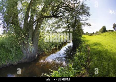 Weide, Korbweide (Salix spec.), der Bachlauf Bille mit alten Weide am Ufer, Deutschland, Schleswig-Holstein Stockfoto