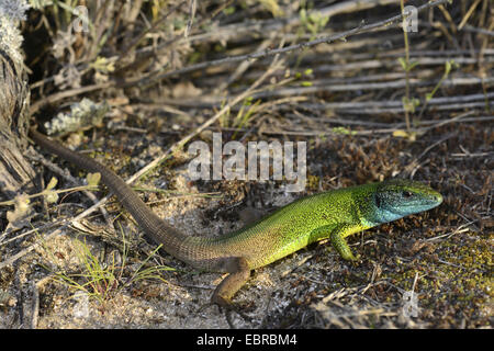 Östlichen grüne Eidechse, europäische grüne Eidechse, Smaragd Eidechse (Lacerta Viridis, Lacerta Viridis Meridionalis), junger Mann, Bulgarien, Biosphaerenreservat Ropotamo Stockfoto