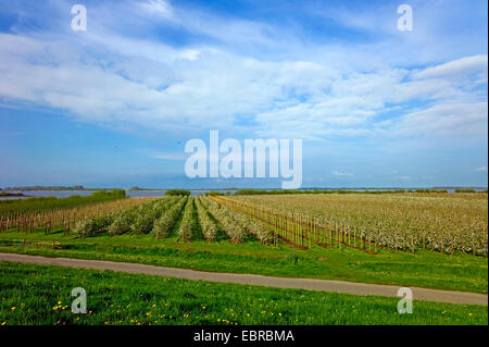 Apfelbaum (Malus Domestica), blühende Apfelbäume im alten Land in der Nähe von Luehe Gruenendeich, im Hintergrund Schleswig Holstein, Deutschland, Niedersachsen Stockfoto