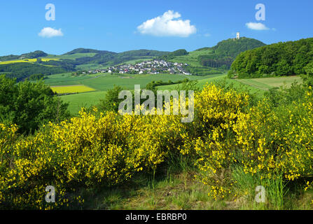 Scotch-Ginster (Cytisus Scoparius, Sarothamnus Scoparius), Hedge-Landschaft mit blühenden Ginster, Burg Ruine Olbrück ein Dorf Hain im Hintergrund, Deutschland, Rheinland-Pfalz, Eifel Stockfoto